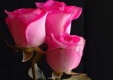 ورد وردي رمزيات جميلة حلوة كيوت - صور ورد وزهور Rose Flower images